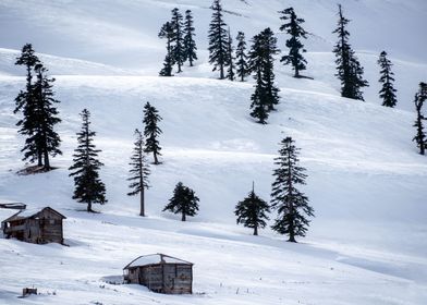 Winter Landscape