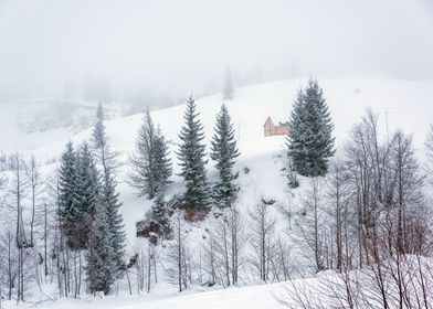 Snowy Winter Landscape