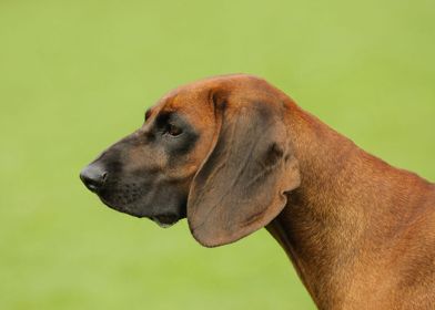 Bavarian mountain hound