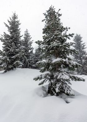 Winter landscape