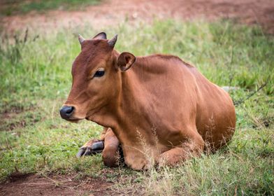 Cow Lying On Ground