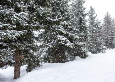 Winter Pine trees