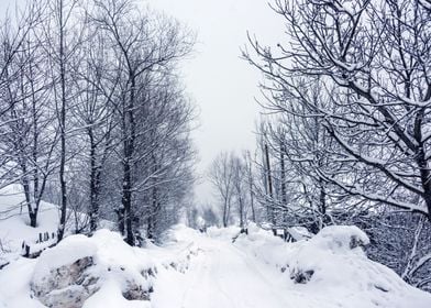 Winter landscape