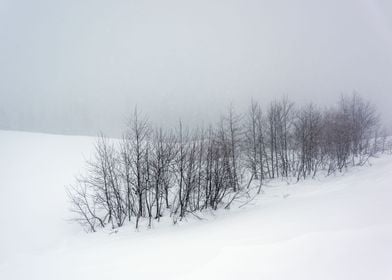 Snowy Winter Landscape