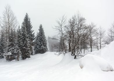 Winter landscape