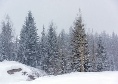 Snowy Winter Landscape