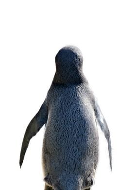 penguin back view 