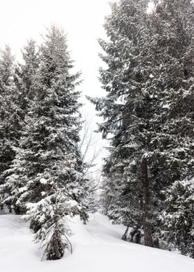 Winter Pine trees