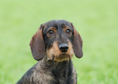 Wirehaired dachshund dog