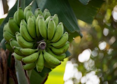 Banana Trees