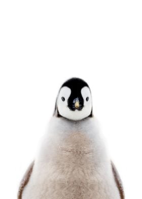 baby penguin bird animals