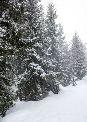 Winter Pine trees