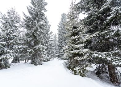 Winter Pine trees