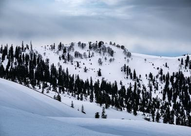 Winter Landscape