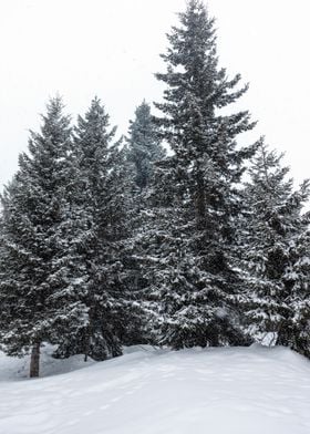 Winter Pine trees