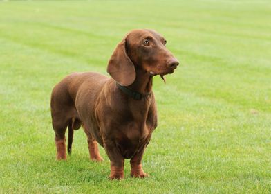 Dachshund dog