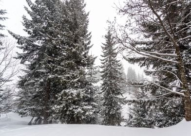 Winter Pine trees