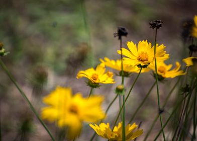 Yellow Little Baby Flowers