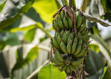 Totally Fresh Bananas