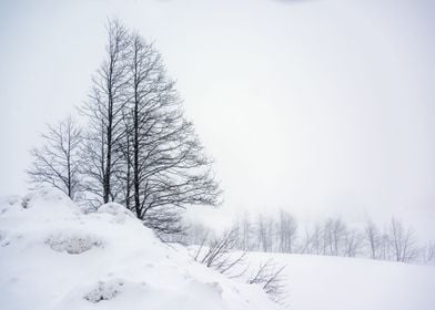 Snowy Winter Landscape