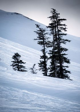 Winter Trees