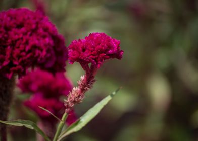 Floral