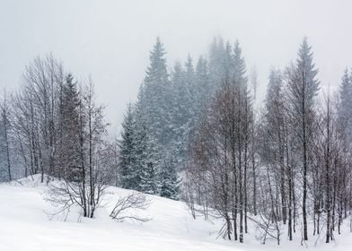 Snowy Winter Landscape