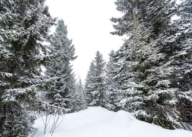 Winter Pine trees