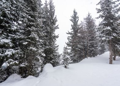 Winter Pine trees