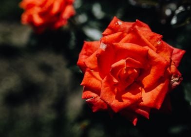 Women And Flowers 