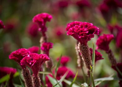 Purple Colored Flowers