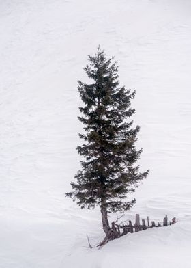 Winter Tree