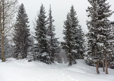 Winter landscape