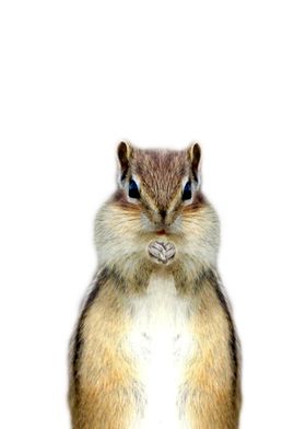 chipmunk squirrel