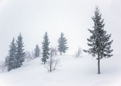 Snowy Winter Landscape