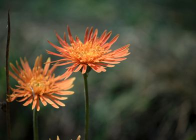 Orange Flowers