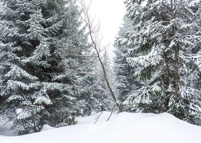 Winter Pine trees