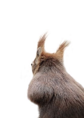 grey squirrel back view