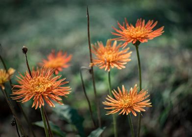 Red Orange Flowers