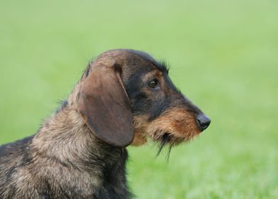 Wirehaired dachshund dog