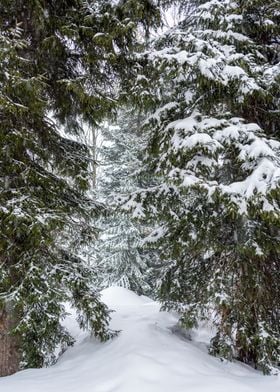 Winter Pine trees