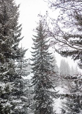 Winter Pine trees