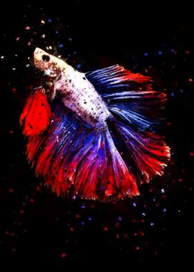 Super Delta Fighting Fish