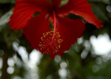 Red Hibiscus 