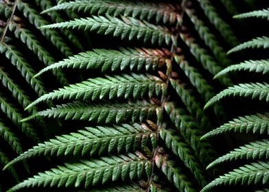 Green Fern