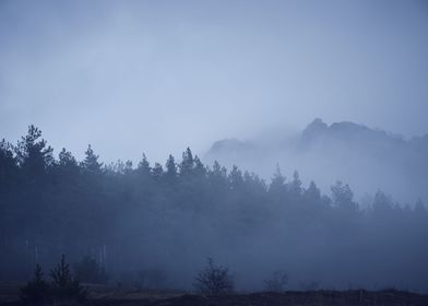 Fog in forest