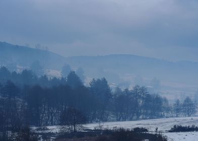 Fog in the forest