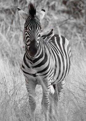 Burchel Zebra Portrait 309