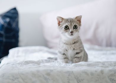 Cute Cat