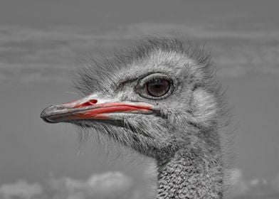 Male Ostrich Portait 11007